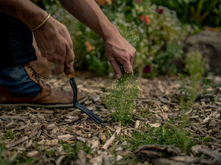 Dandelion Weeding Fork