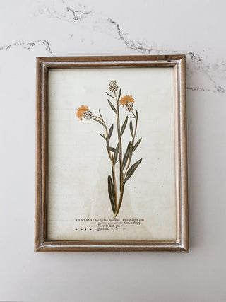 Wood Frame Botanical Wall Art - Centaurea