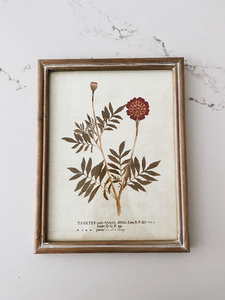 Wood Frame Botanical Wall Art - Marigold