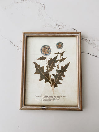 Wood Frame Botanical Wall Art - Globe Thistle