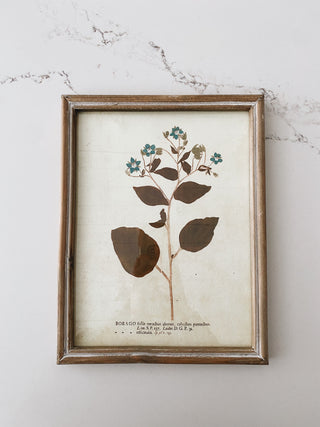 Wood Frame Botanical Wall Art - Borage